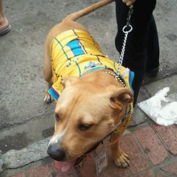 Barkus Parade - Local Flavor Near Me
