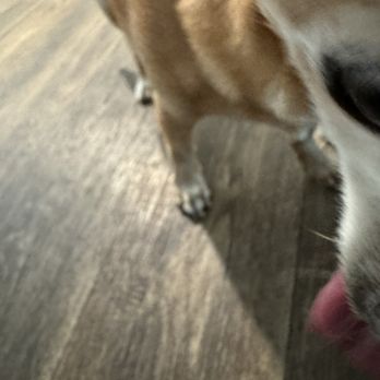 Pet Beloved - Nice nails!!! - Pet Groomers Near Me - San Diego, California