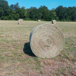 I P Hay Farms & Live Cattle