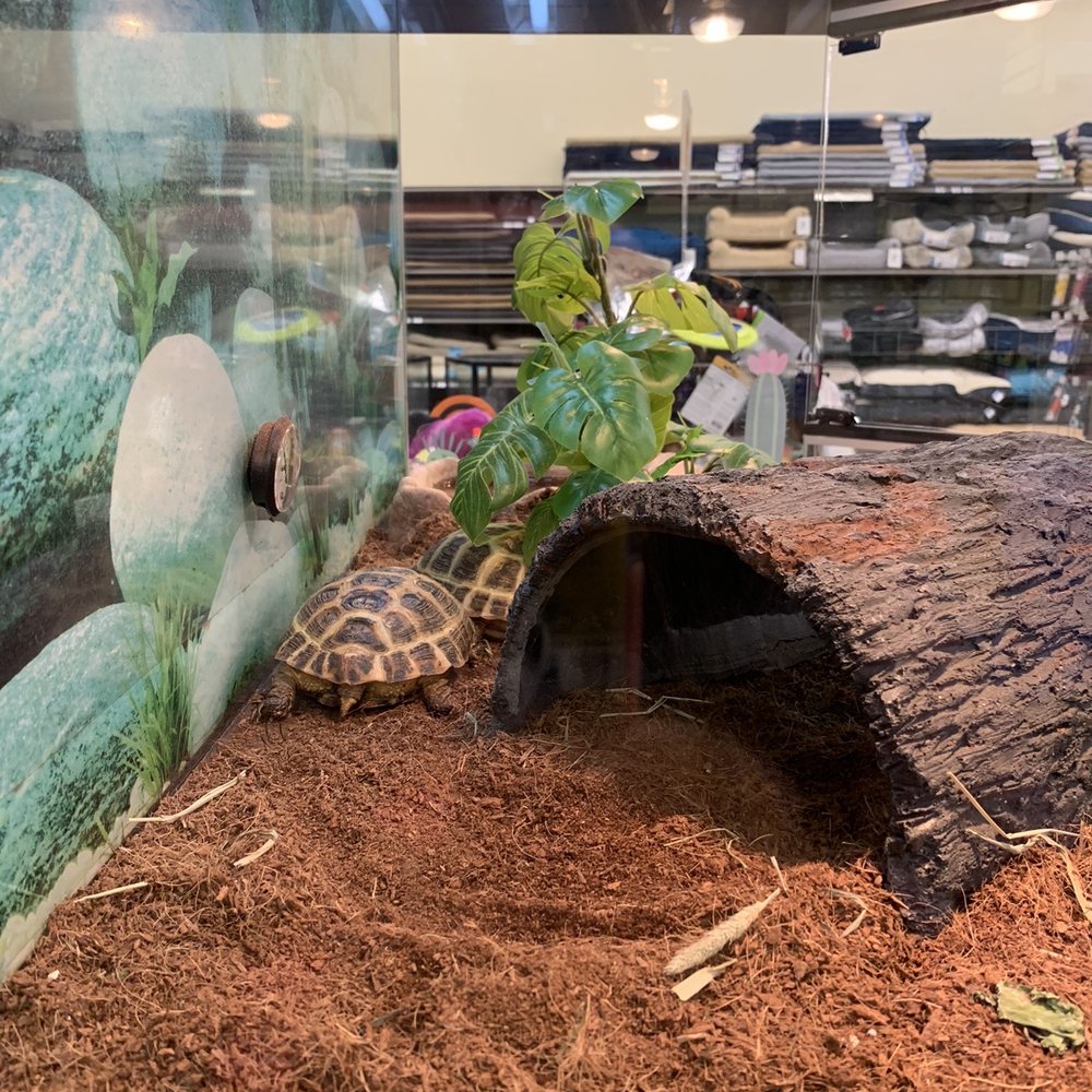Petco - Turtles - Pet Stores Near Me - Ewa, Hawaii Petco - Turtles - Pet Stores Near Me - Ewa, Hawaii