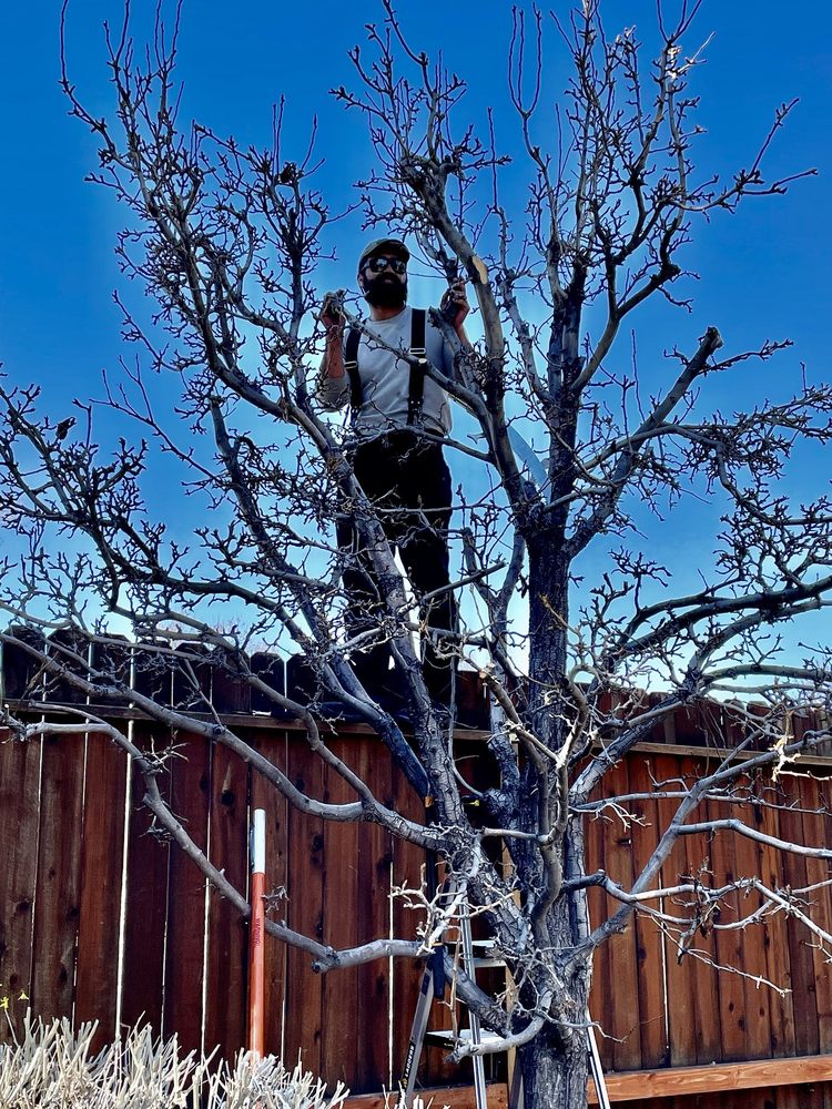 Triple E Forestry - tree service in Reno, NV