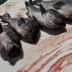 Tidewind Sportfishing - Tons of rockfish.