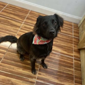 Yappy Hour Pet Spa - Pet Groomers Near Me - Largo, Florida Yappy Hour Pet Spa - Pet Groomers Near Me - Largo, Florida