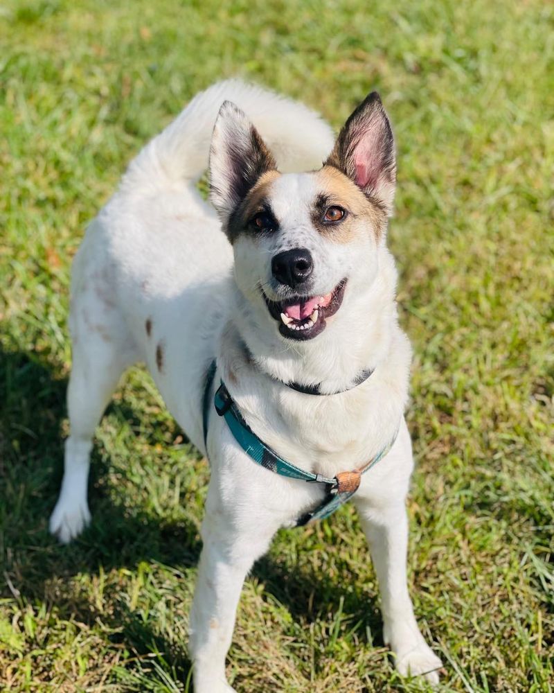 WINCHESTER AREA SPCA Updated October 2024 15 Photos 111 Featherbed Ln, Winchester