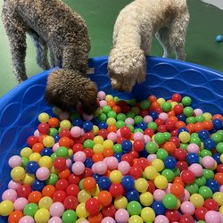 Tri County Pet Resort - Doggy daycare