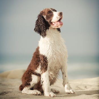 Beach Dog Photo - Denali - Pet Photography Near Me Beach Dog Photo - Denali - Pet Photography Near Me