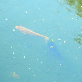Cal Poly Pomona - more koi fish - Colleges & Universities Near Me - Pomona, California Cal Poly Pomona - more koi fish - Colleges & Universities Near Me - Pomona, California