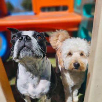 A Doggie Boutique - Daycare fun! - Pet Groomers Near Me - Goddard, Kansas A Doggie Boutique - Daycare fun! - Pet Groomers Near Me - Goddard, Kansas