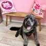 Photo of PinkDog Playgroups & Spa