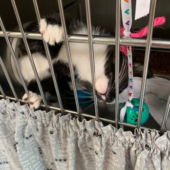 Sacramento SPCA - Animal Shelters Near Me - Sacramento, California Sacramento SPCA - Animal Shelters Near Me - Sacramento, California