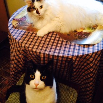 The Den Mother - We are ready for dinner! - Pet Sitting Near Me - Hummelstown, Pennsylvania The Den Mother - We are ready for dinner! - Pet Sitting Near Me - Hummelstown, Pennsylvania