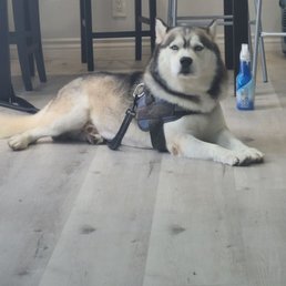 Our husky looks so cute his fur is soft and clean and he smells good. I recommend taking your dog here he is very nice too.
