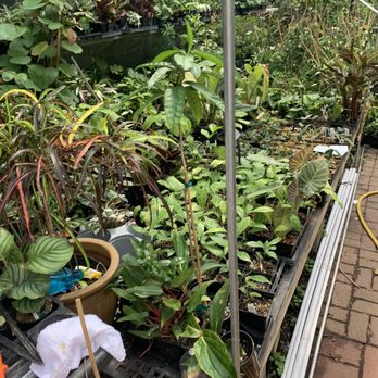 Zone 9 Tropicals - Nurseries & Gardening Near Me - Houston, Texas Zone 9 Tropicals - Nurseries & Gardening Near Me - Houston, Texas