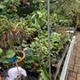 Photo of Zone 9 Tropicals
