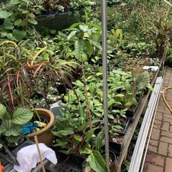 Zone 9 Tropicals