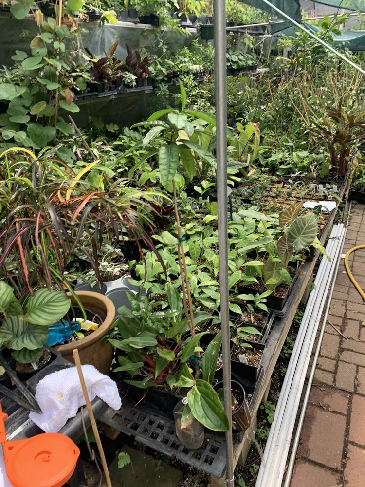 ZONE 9 TROPICALS Nurseries &amp; Gardening 1015 Arlington