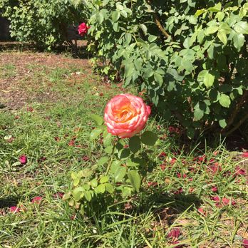 Rose Garden - Beautiful roses in late April - Botanical Gardens Near Me - El Paso, Texas