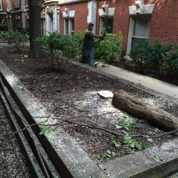 Beal Properties - 540 W Surf Tree murder - Beal cuts down healthy 50+ yr old Cottonwood trees - Property Management Near Me - Chicago, Illinois Beal Properties - 540 W Surf Tree murder - Beal cuts down healthy 50+ yr old Cottonwood trees - Property Management Near Me - Chicago, Illinois