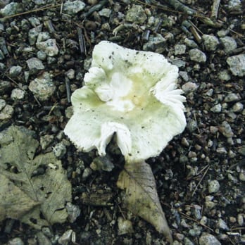 Westerly Town Forest - Funky looking mushroom - Hiking Near Me - Westerly, Rhode Island