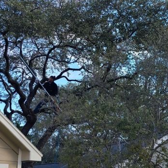 Fernando The Spaniard Tree Service - Fernando Tree Service at work. - Tree Services Near Me - San Antonio, Texas Fernando The Spaniard Tree Service - Fernando Tree Service at work. - Tree Services Near Me - San Antonio, Texas