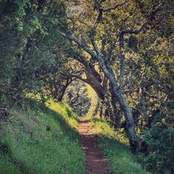 Pearson Arastradero Preserve