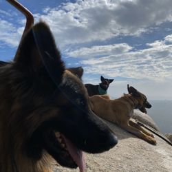 scaredy cut petsmart