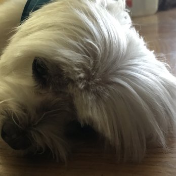 Eco-Pet - Uneven bangs, and uncut lower face. - Pet Stores Near Me - Los Angeles, California Eco-Pet - Uneven bangs, and uncut lower face. - Pet Stores Near Me - Los Angeles, California