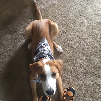 PetSmart - Pet Training Near Me - Fairlawn, Ohio