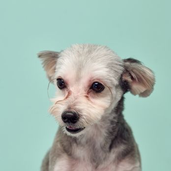 Best Friend Studios - Pet Photography Near Me - Los Angeles, California Best Friend Studios - Pet Photography Near Me - Los Angeles, California