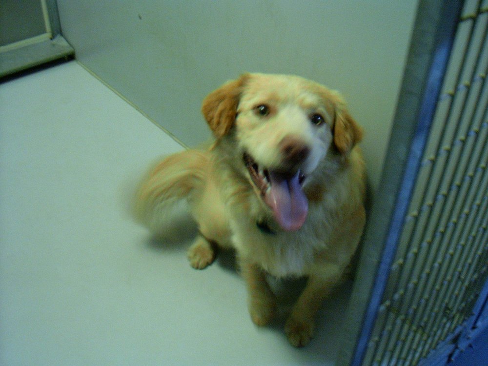 LAKE COUNTY DOG SHELTER Updated June 2024 2600 North Ridge Rd, Painesville, Ohio Animal