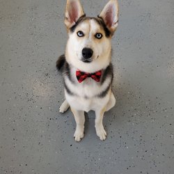 Sienna's Grooming Services and products - What hiro looked like after the groom