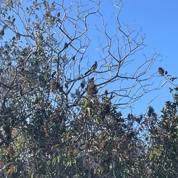 Double Peak Park - blue jay - Parks Near Me - San Marcos, California Double Peak Park - blue jay - Parks Near Me - San Marcos, California