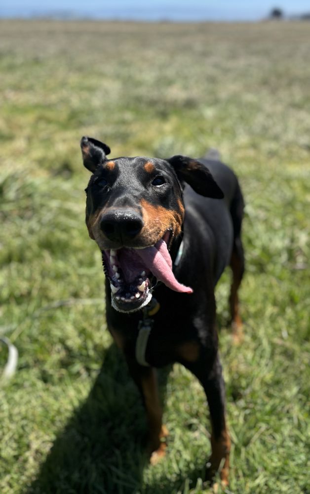 Lark Bark - pet boarding facility in San Francisco, CA