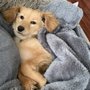 Photo of Comfort Retrievers