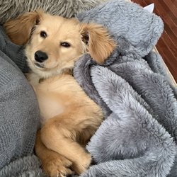 Comfort Retrievers - 11 Lbs at 6 months - mini comfort retriever