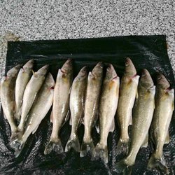 Captain Z Fishing Charters