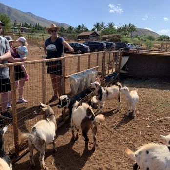 Maui Animal Farm - Petting Zoos Near Me - Lahaina, Hawaii