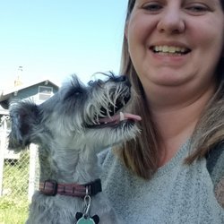 Danas Dogs - Dana with mini schnauzer GeLina