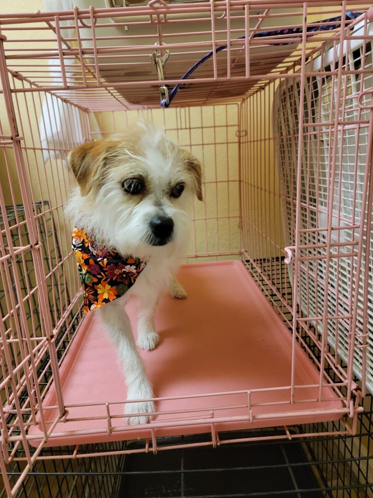 DOMINIQUE BAUER’S GROOMING Updated May 2024 Request an Appointment