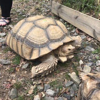 Hand Me Down Zoo - 100-lb Sulcata tortoise - Petting Zoos Near Me - Winder, Georgia