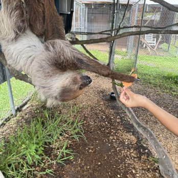 Wellington Conservation Center - Sloth - Petting Zoos Near Me - Wellington, Florida
