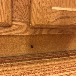 These bugs were almost everywhere in the room These bugs were almost everywhere in the room