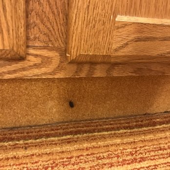 Residence Inn Boston Andover - These bugs were almost everywhere in the room - Hotels Near Me - Andover, Massachusetts Residence Inn Boston Andover - These bugs were almost everywhere in the room - Hotels Near Me - Andover, Massachusetts