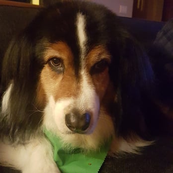 Alder Creek Pet Lodge - Pet Transportation Near Me - Poulsbo, Washington Alder Creek Pet Lodge - Pet Transportation Near Me - Poulsbo, Washington