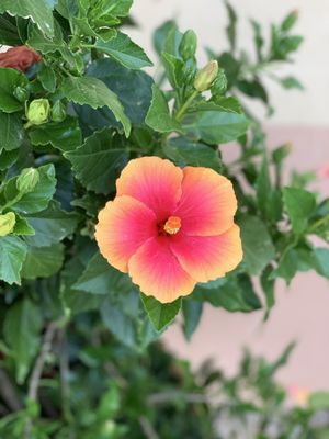 Castello di Casole, A Belmond Hotel, Tuscany by null