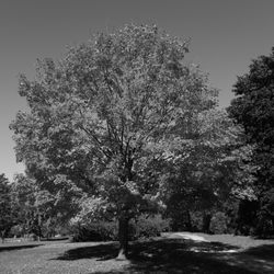 Lambton Woods