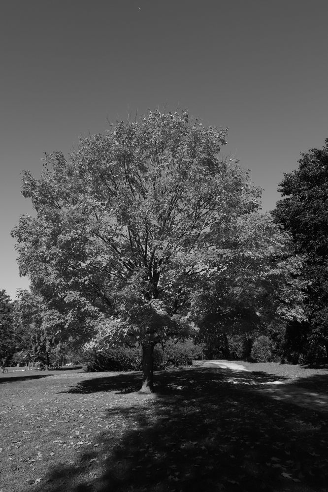 Lambton Woods Image