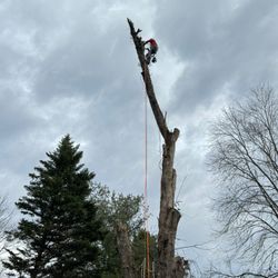 Clipa Tree Services