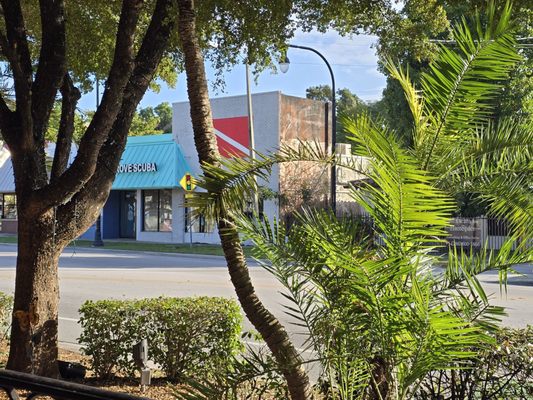 Coconut Grove by null