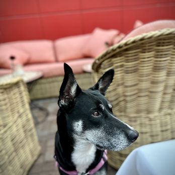 Sammie’s - excellent dog friendly patio - Italian Near Me - Austin, Texas Sammie’s - excellent dog friendly patio - Italian Near Me - Austin, Texas